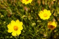 Yellow daisy meadow against a blue sky Royalty Free Stock Photo