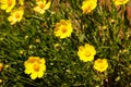 Yellow daisy meadow against a blue sky Royalty Free Stock Photo