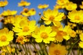 Yellow daisy meadow against a blue sky Royalty Free Stock Photo