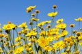 Yellow daisy meadow against a blue sky Royalty Free Stock Photo