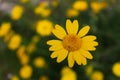 Yellow daisy in the meadow Royalty Free Stock Photo