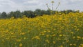 Yellow daisy meadow flowers close up Royalty Free Stock Photo