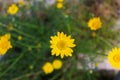 Yellow daisy, meadow, and nature Royalty Free Stock Photo