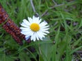 Yellow daisy moonflower marguerite flower with green grass around.