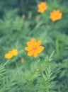 Yellow daisy at park in summer season Royalty Free Stock Photo