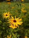 Yellow Daisy patch nature preserve Royalty Free Stock Photo
