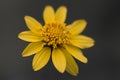 Yellow daisy petals studio macro Royalty Free Stock Photo