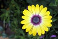 Yellow Daisy with Purple Center Royalty Free Stock Photo