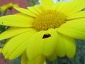 yellow daisy with red and black ladybug Royalty Free Stock Photo