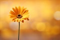 Yellow daisy on right side with enchanting magical bokeh background and generous text space