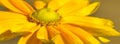 Yellow Daisy Standout and closeup Royalty Free Stock Photo