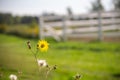 Yellow daisy on stem in meadow with white fence