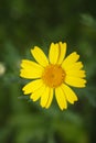 Yellow daisy summer flower Royalty Free Stock Photo