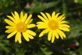 Yellow daisy summer flower Royalty Free Stock Photo