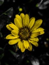 Yellow Daisy with waterdrops Royalty Free Stock Photo