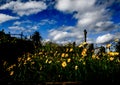 Yellow Daisy Wildflowers over the graveyard with dramatic cloudy sky, the image in dark tone. Royalty Free Stock Photo