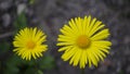 Yellow daisy. Royalty Free Stock Photo