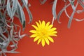 Yellow daisy like bloom silver foliage against sharp orange background
