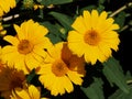 Yellow Daisylike Flowers In Bloom