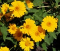 Yellow Daisylike  Flowers In Bloom Royalty Free Stock Photo