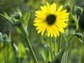 Yellow Daisylike wildflower Kishwauketoe, Williams Bay, WI Royalty Free Stock Photo
