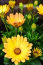 Yellow daisys in a flower pot