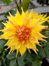 Yellow dalia autumn bloom Royalty Free Stock Photo