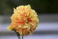 Yellow dalia flower