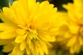 Yellow dalia flower macro