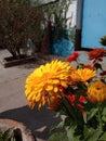 Yellow Dalia plant in tub