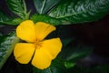 Yellow damiana flower flower in the garden Royalty Free Stock Photo