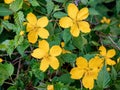 Yellow Damiana flowers turnera diffusa and green leaves