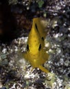 Yellow Damsel Fish facing camera on coral reef