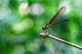Yellow Damselfy/Dragon Fly/Zygoptera sitting in the edge of bamboo stem with beautiful meyer bokeh