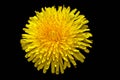 Yellow dandelion Royalty Free Stock Photo