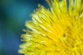 Yellow dandelion