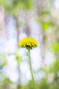 Yellow dandelion Royalty Free Stock Photo