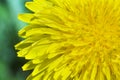 Yellow dandelion Royalty Free Stock Photo