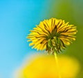 Yellow dandelion Royalty Free Stock Photo