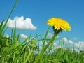 Yellow dandelion Royalty Free Stock Photo