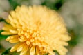 Yellow dandelion close up on a blurry background Royalty Free Stock Photo