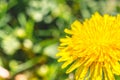 Yellow dandelion close up on a blurry background Royalty Free Stock Photo