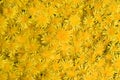 Yellow dandelion background. Royalty Free Stock Photo