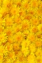 Yellow dandelion background. Bright spring wallpaper. Dandelion heads Royalty Free Stock Photo