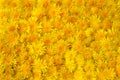 Yellow dandelion background. Bright spring wallpaper. Dandelion heads Royalty Free Stock Photo