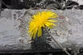 Yellow dandelion background concrete monochrome Royalty Free Stock Photo