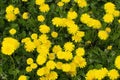 Yellow dandelion background. Spring flowers in the meadow Royalty Free Stock Photo