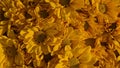 yellow dandelion background Royalty Free Stock Photo