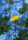 Yellow dandelion and blue phlox