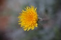 Yellow dandelion on blurred gray green background Royalty Free Stock Photo